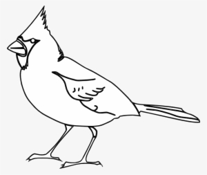 Small - Cardinal Bird Black And White Vector