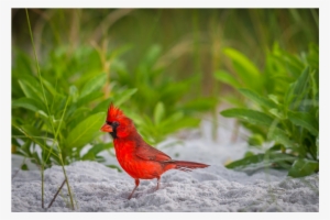 Northern Cardinal