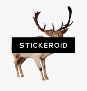 Reindeer Pic - Reindeer