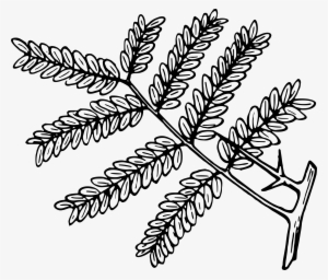 This Free Icons Png Design Of Honey Locust - Honey Locust Leaf Outline