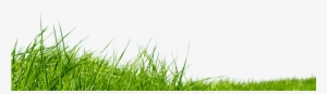 **grass Png