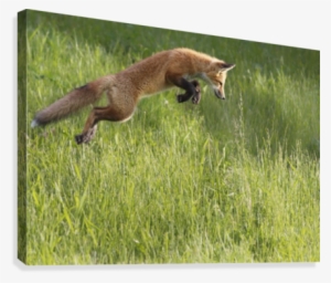 Fox Jumping In A Grass Field - Fox Jumping
