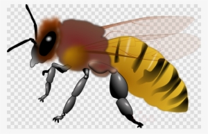 Download Honey Bee Clipart Western Honey Bee Clip Art - Honeybee Clipart