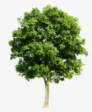 Trees Png Art Pinterest - Transparent Fruit Tree Png