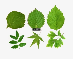 Green Leaf Leaves - 地域農業マネジメントの革新と戦略手法