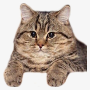 Cat Head Png For Kids - Кот Соси Писос