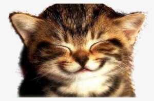 Happy Cat Png - Viña Del Mar Beach