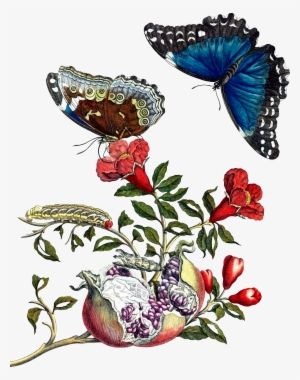 This Free Icons Png Design Of Butterflies On Pomegranate - Maria Sybilla Merian