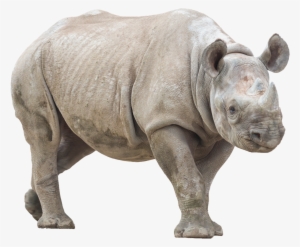 Animalrhino - Rhino With No Background
