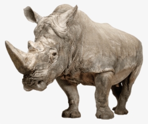 Png Stickpng - Super Grow Eggs Png