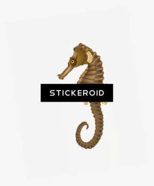 Seahorse - Northern Seahorse