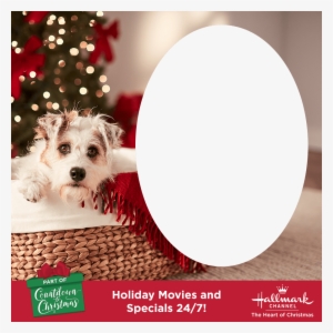 Option - Companion Dog