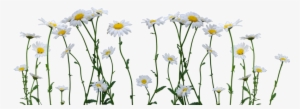 Daisy Png Image - Daisy Png