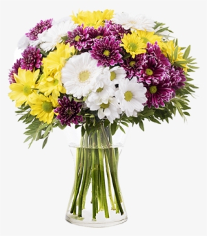 Mixed Daisies - Oxeye Daisy