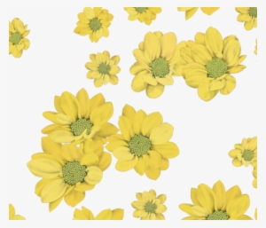 Yellow Daisies On White Fabric By Daniwilliams On Spoonflower - African Daisy
