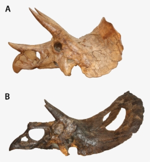 Triceratops And Tororsaurus Skulls - Torosaurus