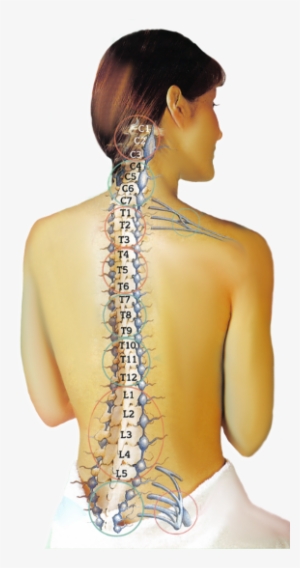 Spinal Column - T3 To L2 Fusion