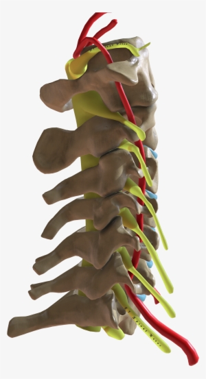 Cervical Spine Lateral View - Wikimedia Commons - 4096x4096 PNG ...