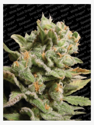 Paradise Seeds / Fem 5 Pack / Dutch Dragon - Dutch Dragon