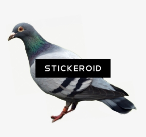 White Pigeons Animals Pigeon - Pigeon Png