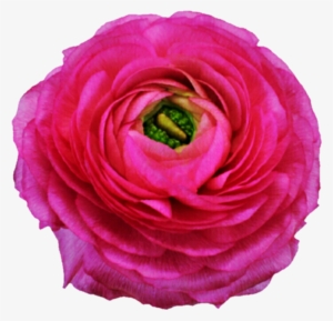 Ranunculus - Hybrid Tea Rose