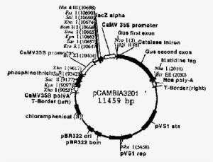 Mapa Del Vector Pcambia3201 - Diagram