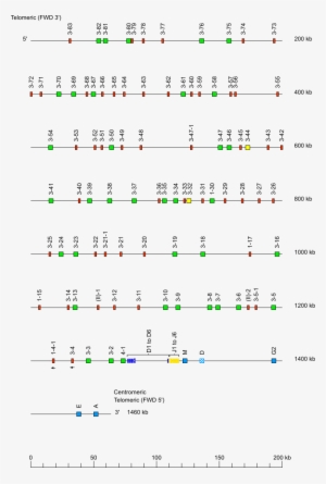 Locus Representation Dog Igh - Number