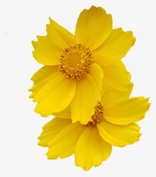 Demo Flower Photo Without Background - Transparent Background Flower Gif