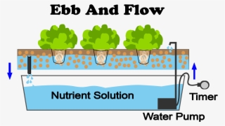 Ebb And Flow Hydroponic System