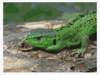 Download Swedish Lizards Clipart Sand Lizard Reptile - Blue Tongue Skink Greens
