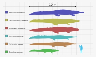 Only Sarchosuchus Croced Any Better - Saltwater Crocodile Size Chart