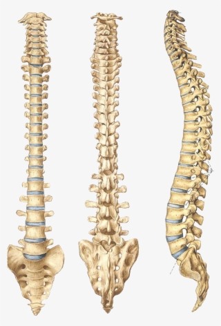 Abre Los Ojos - Columna Vertebral Sin Partes