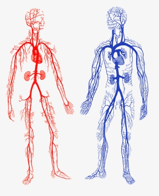 Arteries And Veins In The Body Ehumanbiofield Arteries, - Veins And Arteries Gif