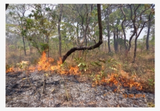 Sometimes Hunters And Honey Gatherers Also Used Fire - Negative Impact On Forest