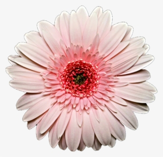 Pink Daisy Png - Transparent Pink Daisy