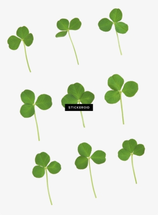 Green Clover - Photography