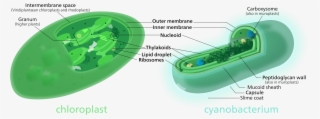 Both Chloroplasts And Cyanobacteria Have A Double Membrane, - Cyanobacteria Chloroplast