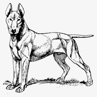 Picture Black And White Stock Old Dog At Getdrawings - Bull Terrier Sketch Shower Curtain