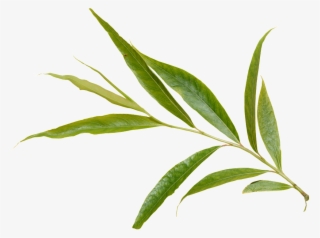 Green Foliage Transparent - Leaf