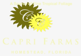 Copy Cropped Capri Farms Two Tone Left Right1 - Sunflower