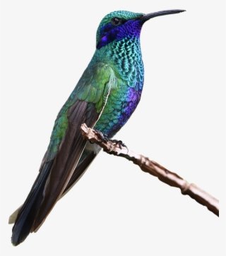 Simply Lovely Blue And Green Hummingbird Nature Journal: