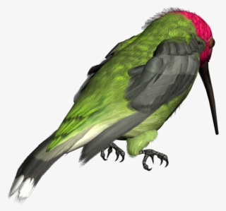 Hummingbird Png Picture - Clip Art