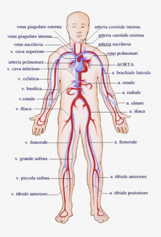Il Cuore E La Circolazione Del Sangue Circulatory System - Respiratory System Whole Body