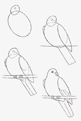 Stepwise Drawing Of A Dove How To Draw - Drawing - 570x860 PNG Download ...