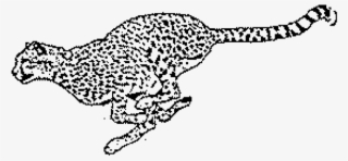 Cheetah Rubber Stamp - Stamps Direct - Rubber Stamps & Accessories