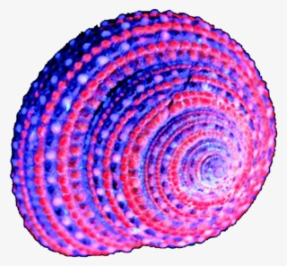 Purple Shell Clipart - Purple Seashells Png