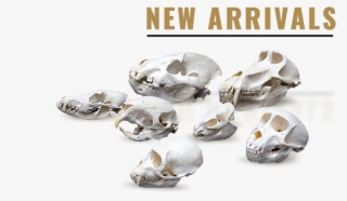 Category - Skull