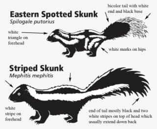 Furbearer Cooperator Data Sheet - Do Spotted Skunks Look Like
