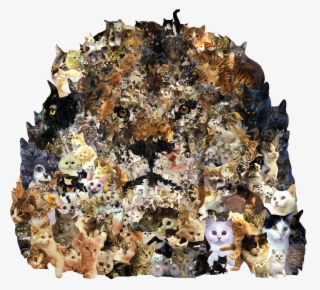 Funny Cat Picture Collage