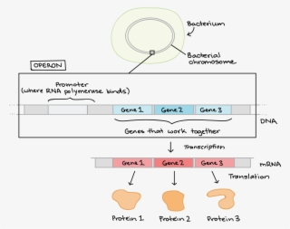 Regulacion Genica En Bacterias